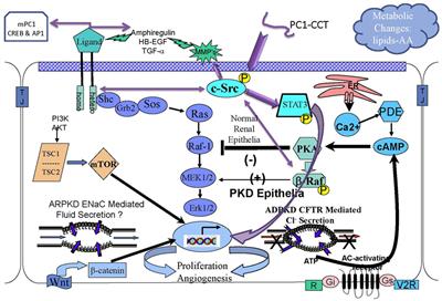 Emerging Therapies for Childhood Polycystic Kidney Disease